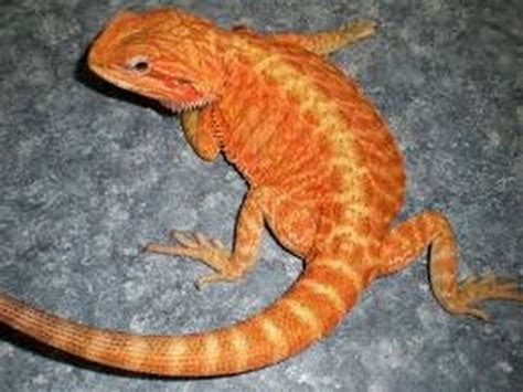 PetSmart bearded dragon - YouTube