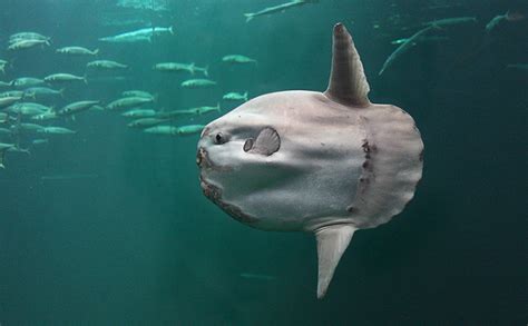 Ocean sunfish (Mola mola) | adriaticnature