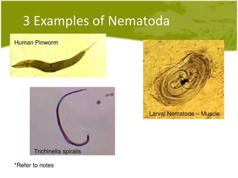 PPT - Animal Invertebrate Project Nematoda ( roundworms ) PowerPoint ...