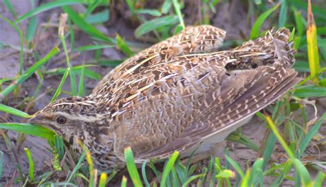 Lifer # 5 Common Quail