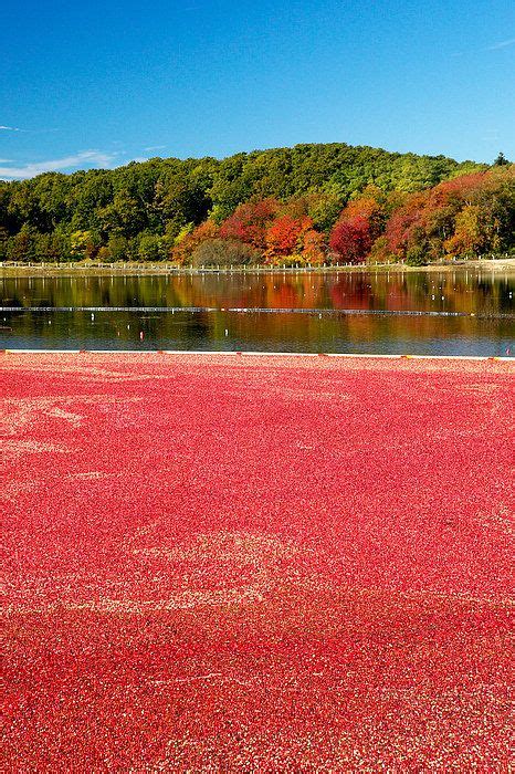 Cape Cod Cranberry Bog Art Print by Matt Suess | Cranberry bog, Cape cod, New england