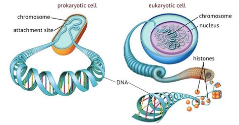 15 Important Difference between Prokaryotic and Eukaryotic Chromosomes - Core Differences