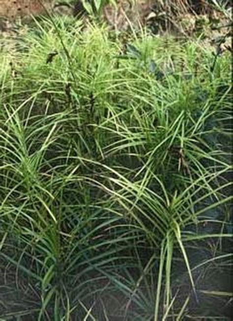 Ornamental Grass Seed - Carex Muskingumensis Seeds