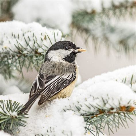 12 Top Winter Bird Feeding Tips - Birds and Blooms