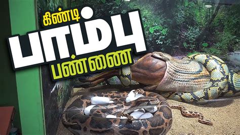 Guindy Snake Park/கிண்டி பாம்பு பண்ணை/Guindy National Park/Reptile park in Chennai/Snakes ...