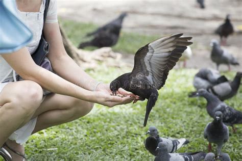 Feeding pigeon stock photo. Image of food, hand, activity - 55702466