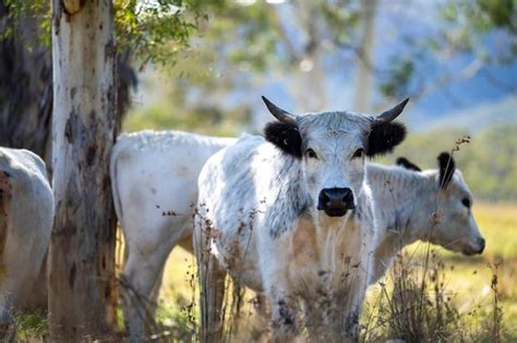 Premium Photo | A white bull with black horns stands in a field.