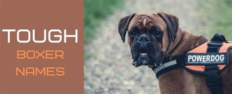 100+ Rough and Tough Boxer Dog Names (From Jax to Sasquatch) - PetHelpful