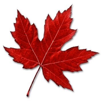 Canadian Maple Leaf transparent PNG - StickPNG