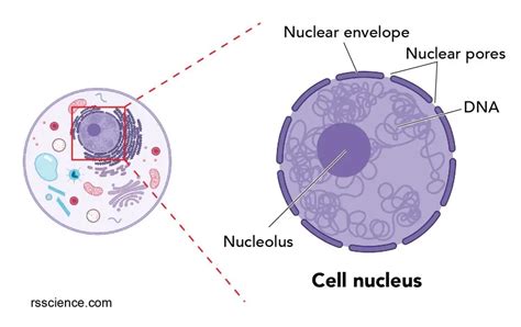 Nucleus Labeled Diagram