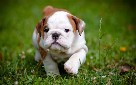 Download wallpapers English Bulldog, small puppy, cute animals, green ...