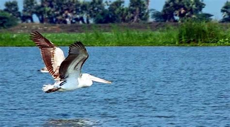 Kolleru Lake (Eluru) History