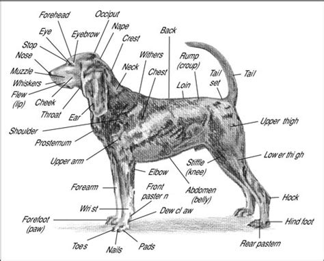 The Body Parts Of A Dog - Gegu Pet