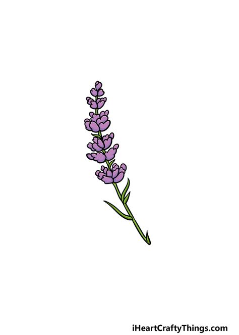 Lavender Drawing