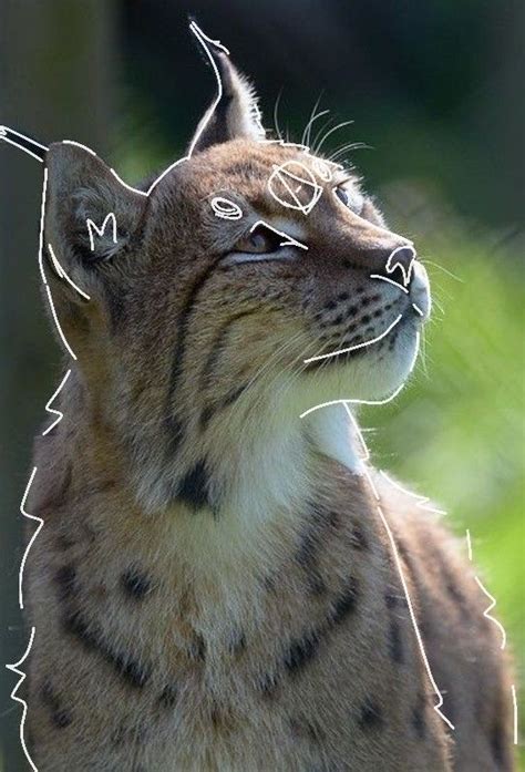 Lynx therian profile | Animali