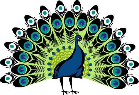 Peacock PNG