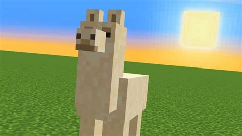 Minecraft Llama: Locations, Behaviour, uses and more! – FirstSportz