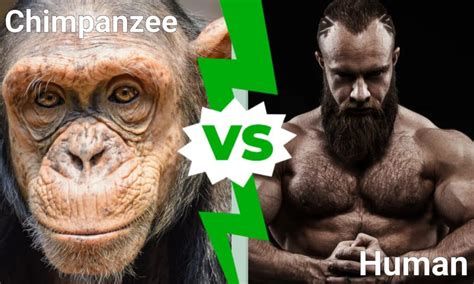 Chimpanzee vs Human: Who Would Win in a Fight? - IMP WORLD