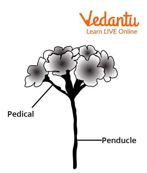 Pedicel Plant - Introduction, Functions and Examples