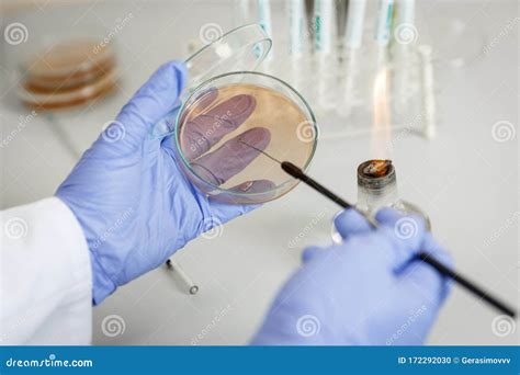 Laboratory Assistant Analyzes Bacterium Sample Using Medical Equipment in a Bacteriology Clinic ...