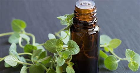 Health Remedies : Oregano Oil Also Knows As the ‘Ultimate Natural Antibiotic’ is Effective in ...