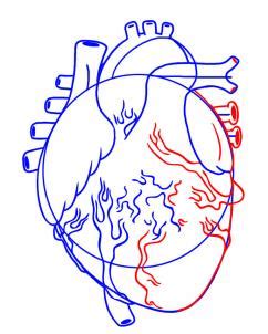 شرح رسم قلب الانسان – المرسال