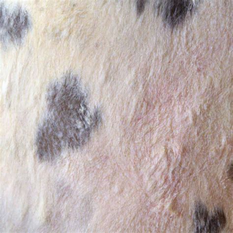 Lumpy Skin Disease in Cattle: Causes, Symptoms, Treatment, and Control