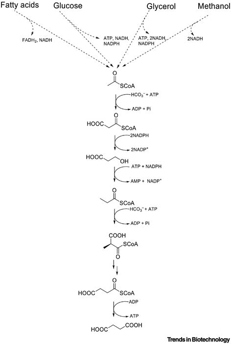 Directed Evolution of Propionyl-CoA Carboxylase for Succinate Biosynthesis: Trends in Biotechnology