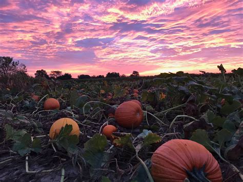 Johnson's Corner Farm Might Just Be The Most Fun-Filled Fall Farm In All Of New Jersey | Fun ...