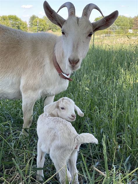 Moar baby goats : goats