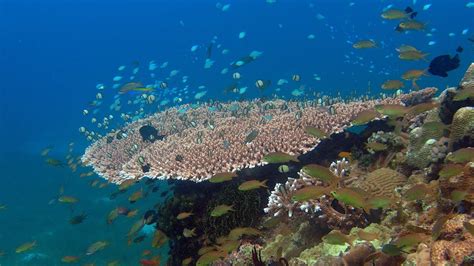 Diving around Panglao Island Bohol 2011 (HD) - YouTube