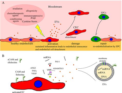 Frontiers | Biomarkers for Early Complications of Endothelial Origin After Allogeneic ...