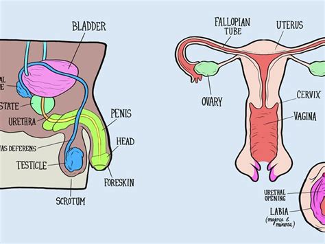 Female Reproductive System Diagram Labeled And Functions