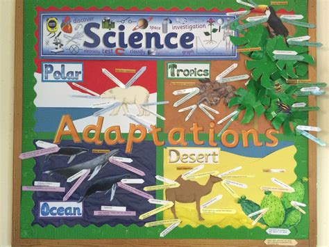Animal Adaptations Project 3rd Grade