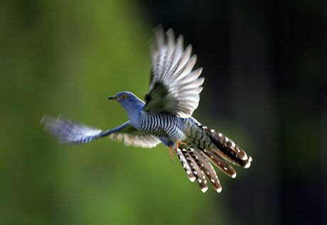 The cuckoo birds are a family, Cuculidae, of near passerine birds, named for the Common Cuckoo ...