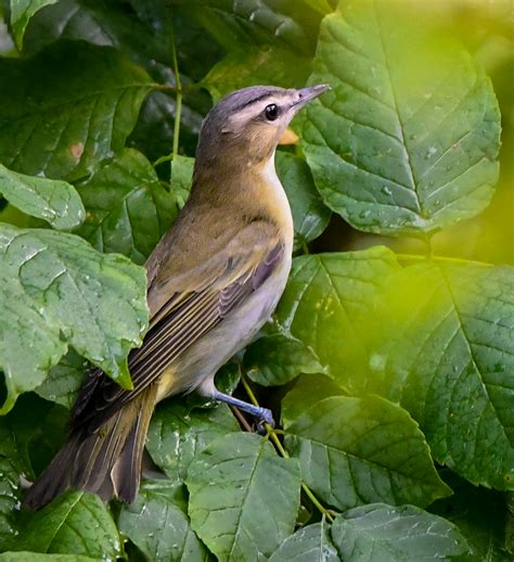 Red-eyed Vireo - Owen Deutsch Photography