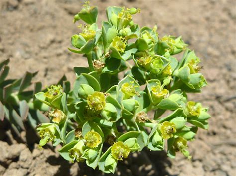 Horned Spurge, Euphorbia Brachycera