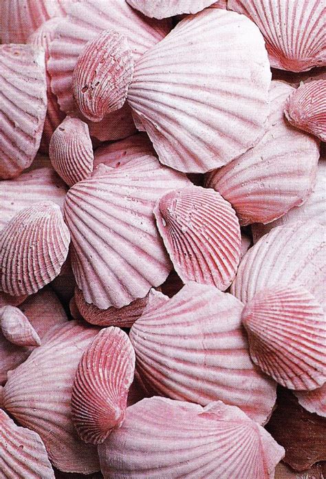 Pink Seashell Aesthetic - Draw-nugget