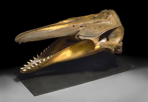 Uncommon Fossil Beluga Whale Skull Paleolithic Era, Animal Anatomy ...