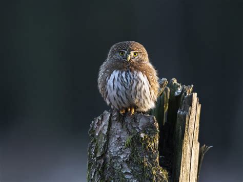 Northern Pygmy-Owl