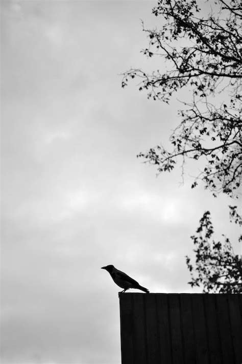 A black and white photo of a bird on top of a building · Free Stock Photo