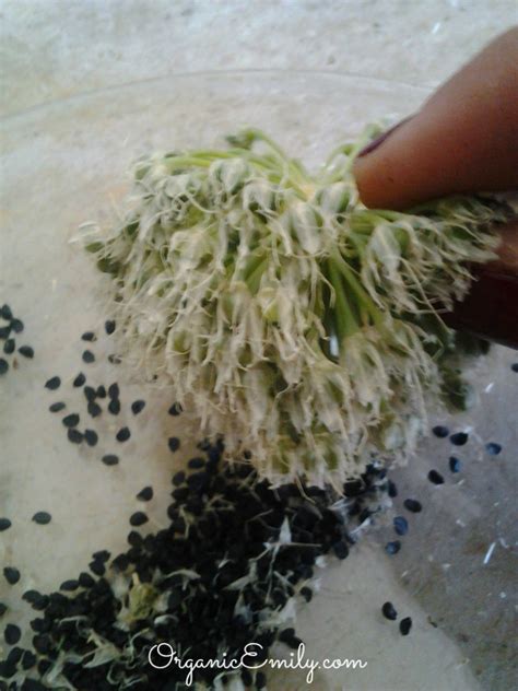 Harvesting Onion Seeds – Rooted Emily