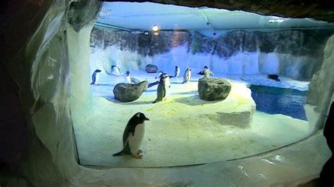 Penguin colony settles into new home at Sea Life Centre - BBC News