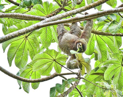 Happy Sloth Eating a Cecropia Leaf Photograph by Paul Gerace - Fine Art ...