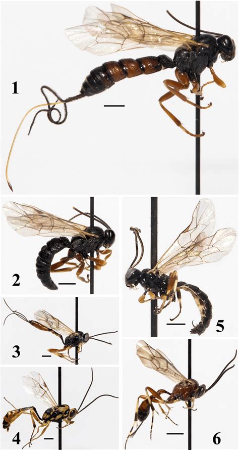 Ichneumonidae parasitoids of Tephritidae in Iran: 1. Scambus rufator ...