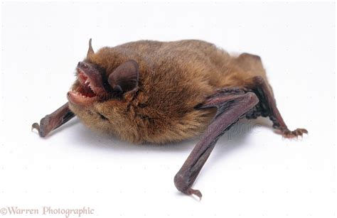 Pipistrelle Bat photo WP19518