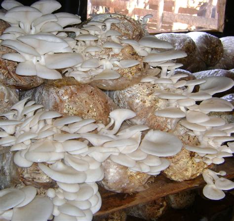 Oyster mushroom cultivation training in Saudi Arabia | Mushroom cultivation | Biobritte mushroom ...