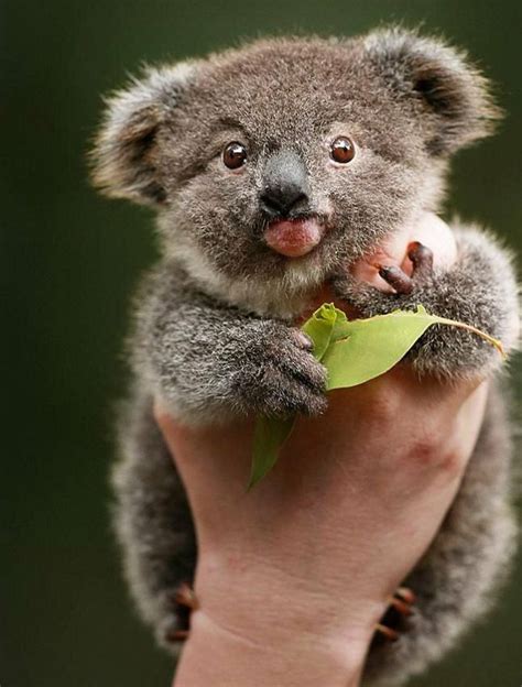 Baby Koala Wallpapers - Top Free Baby Koala Backgrounds - WallpaperAccess