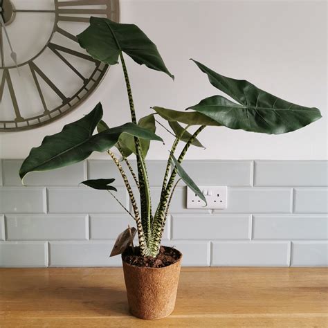 Alocasia Zebrina - Zebra Plant or Elephant Plant | HeyPlants