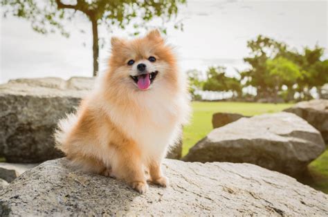 12 Best Pomeranian Rescues For Adoption: Where To Find A Pom